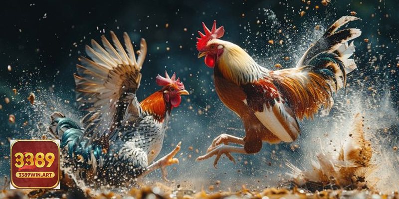 Đá gà 3389win – Tổng quan sân chơi năm 2025
