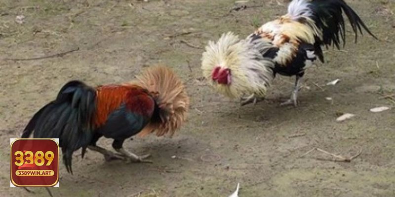 Đá gà thomo c1 - Vì sao thu hút người chơi?
