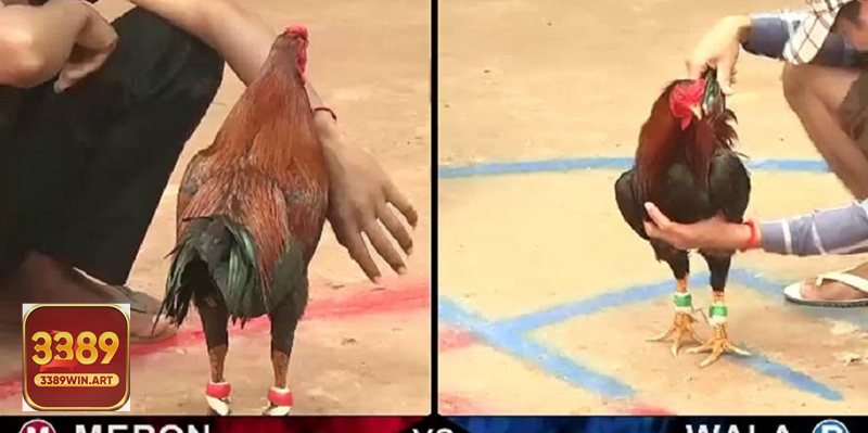 Đá gà cựa sắt - Các thị trường kèo thường gặp