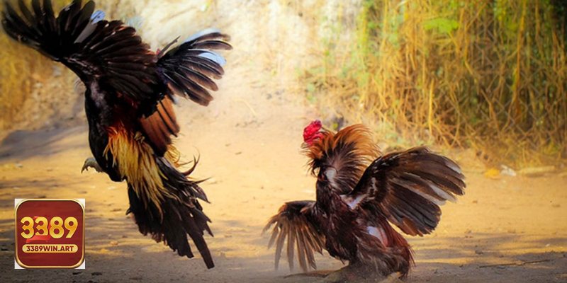 Đá gà cựa dao - Giao diện thân thiện