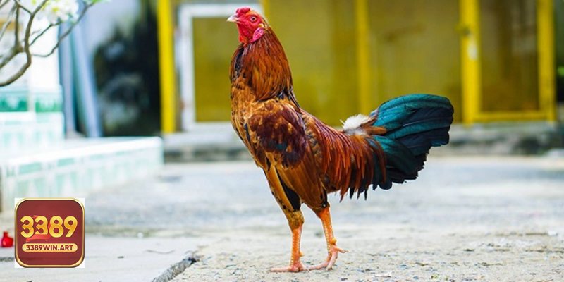 Đá gà tre - Bước 1: tạo tài khoản & bảo mật