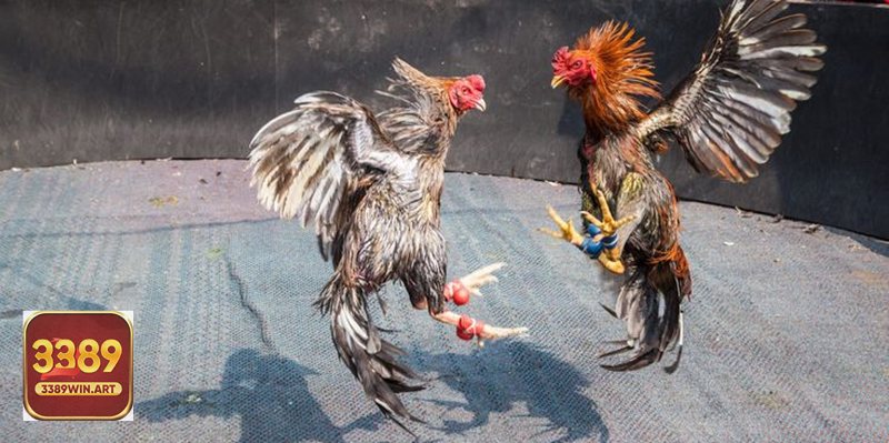 Đá gà thomo c1 - Thời lượng, hiệp đấu và phân định kết quả